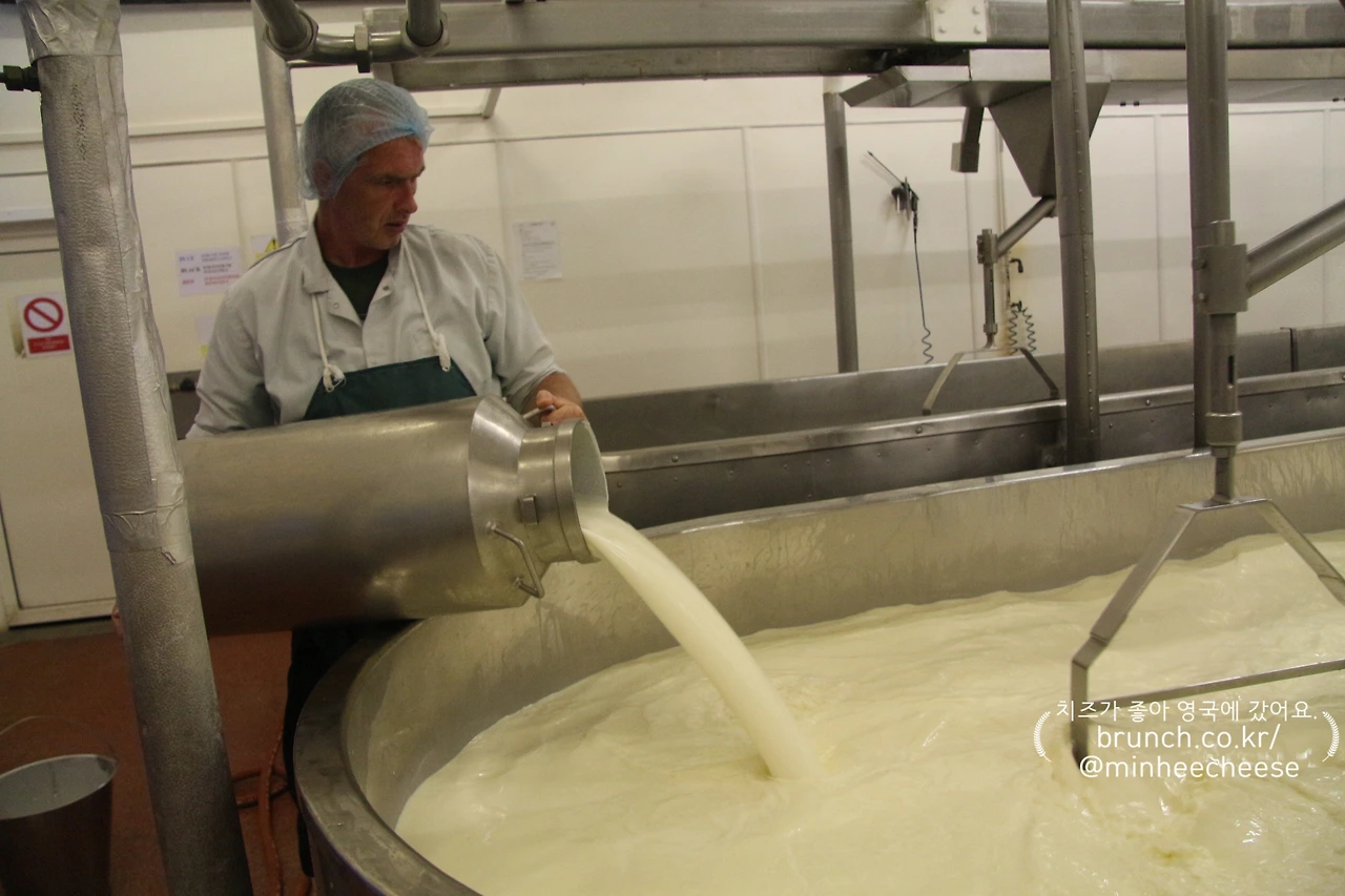 1. 베트에 우유 채우기, 레닛 넣기 (4)-1.JPG