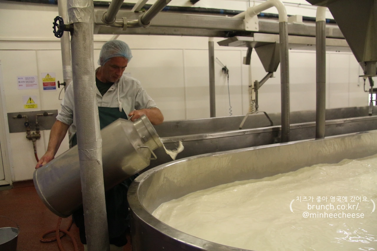 1. 베트에 우유 채우기, 레닛 넣기 (3)-1.JPG