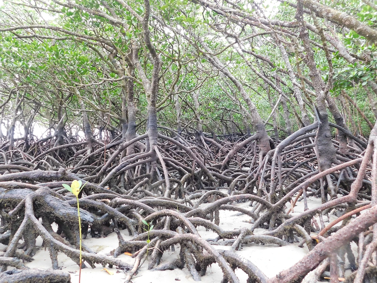 cape tribulation1.JPG