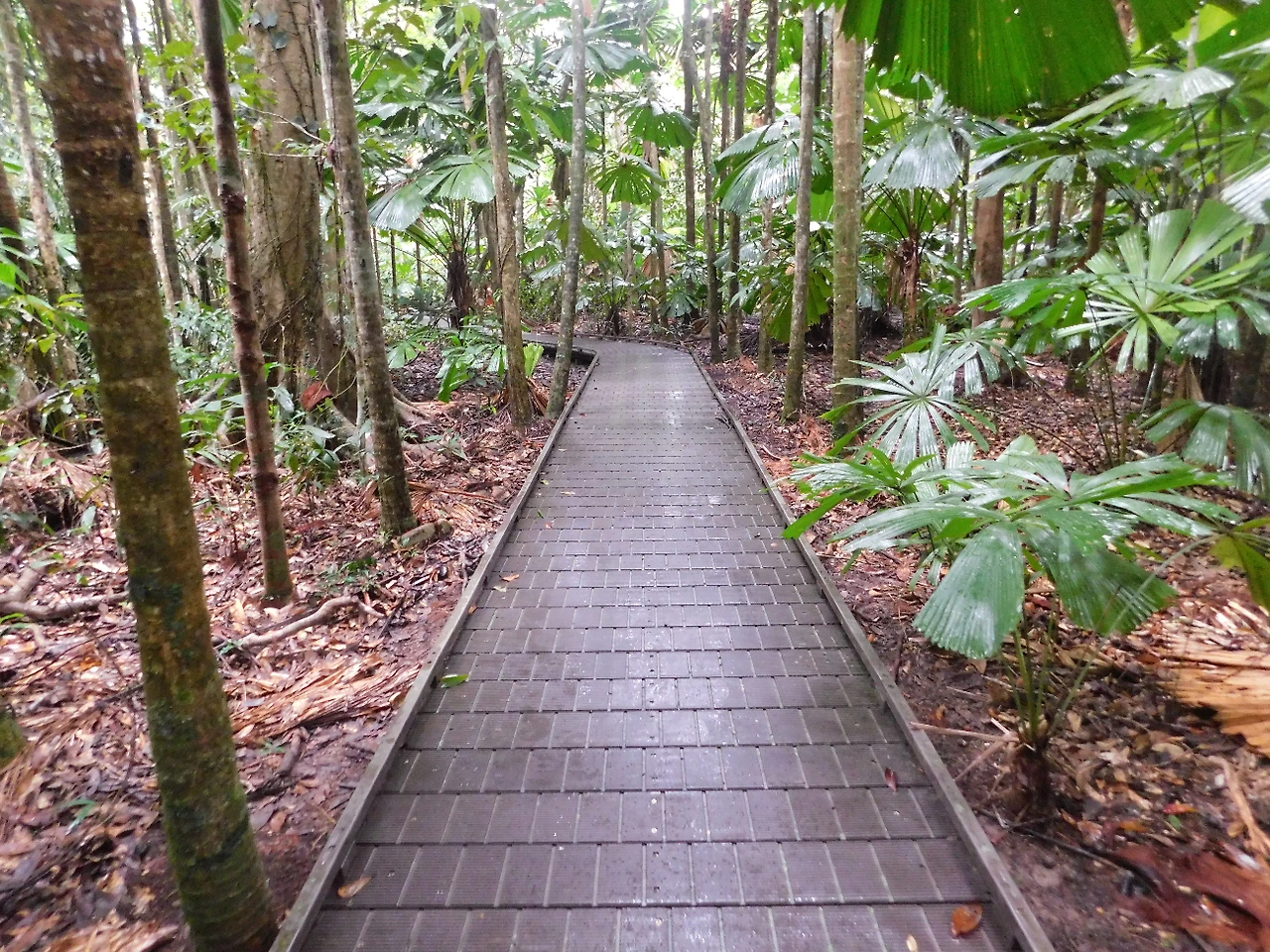 cape tribulation4.JPG