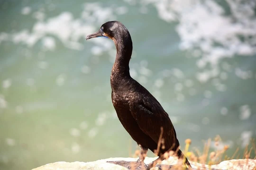 d16Ud01565edh347k3n4_ocxokp.jpg?type=e1920_std