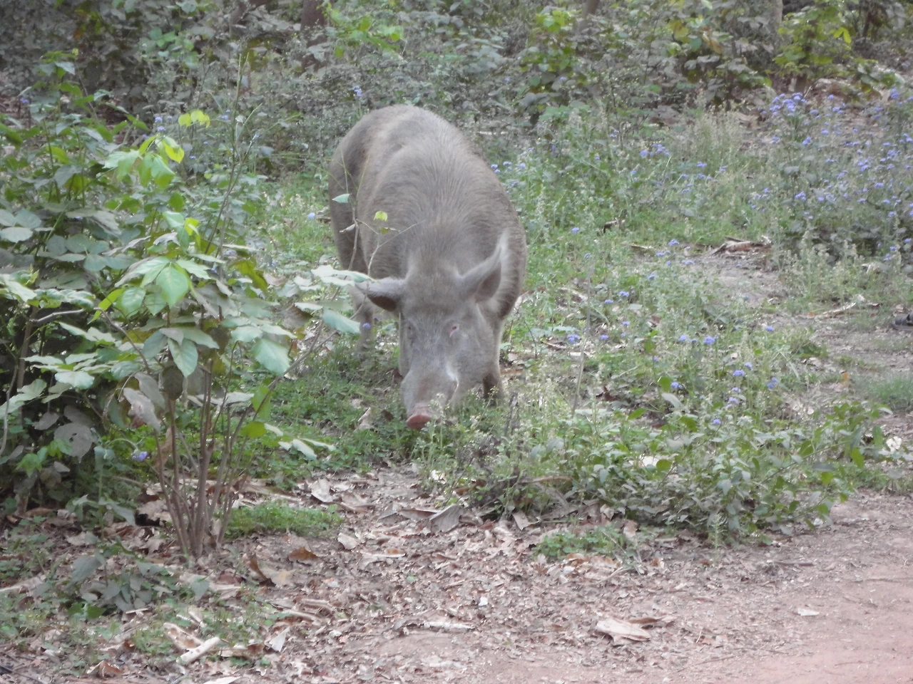 델리 시내를 산책하는 멧돼지.JPG