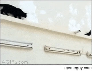 18e3860064371190938028a27da6cb8a.gif?type=w1600