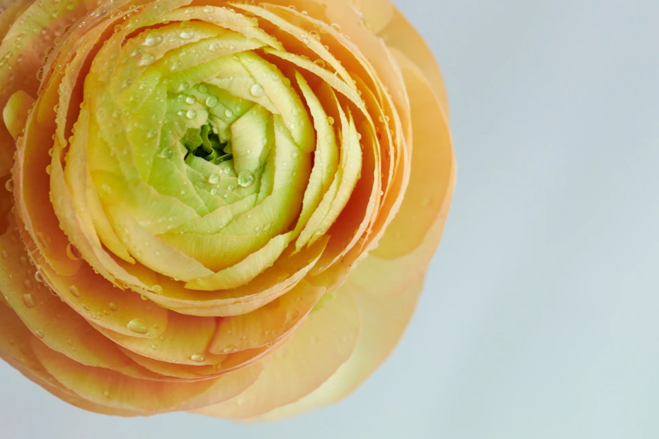 4. 피사체의 얼굴 찾기 샘플 flower-blossom_AZYTIXU7UI.jpeg