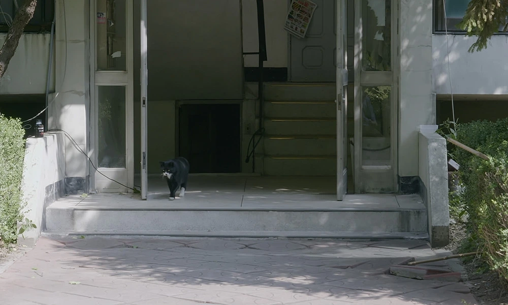 고양이들의 아파트 그림1.jpeg