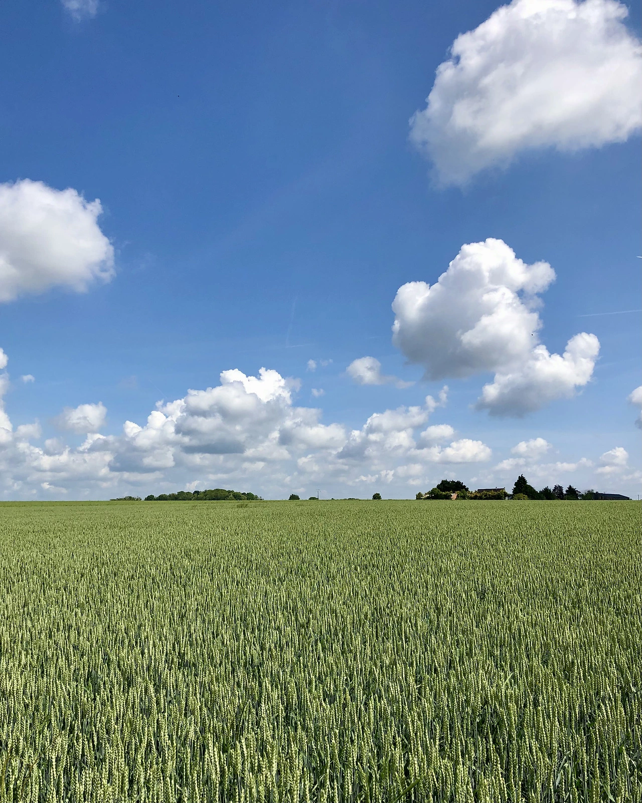 FullSizeRender 3.HEIC