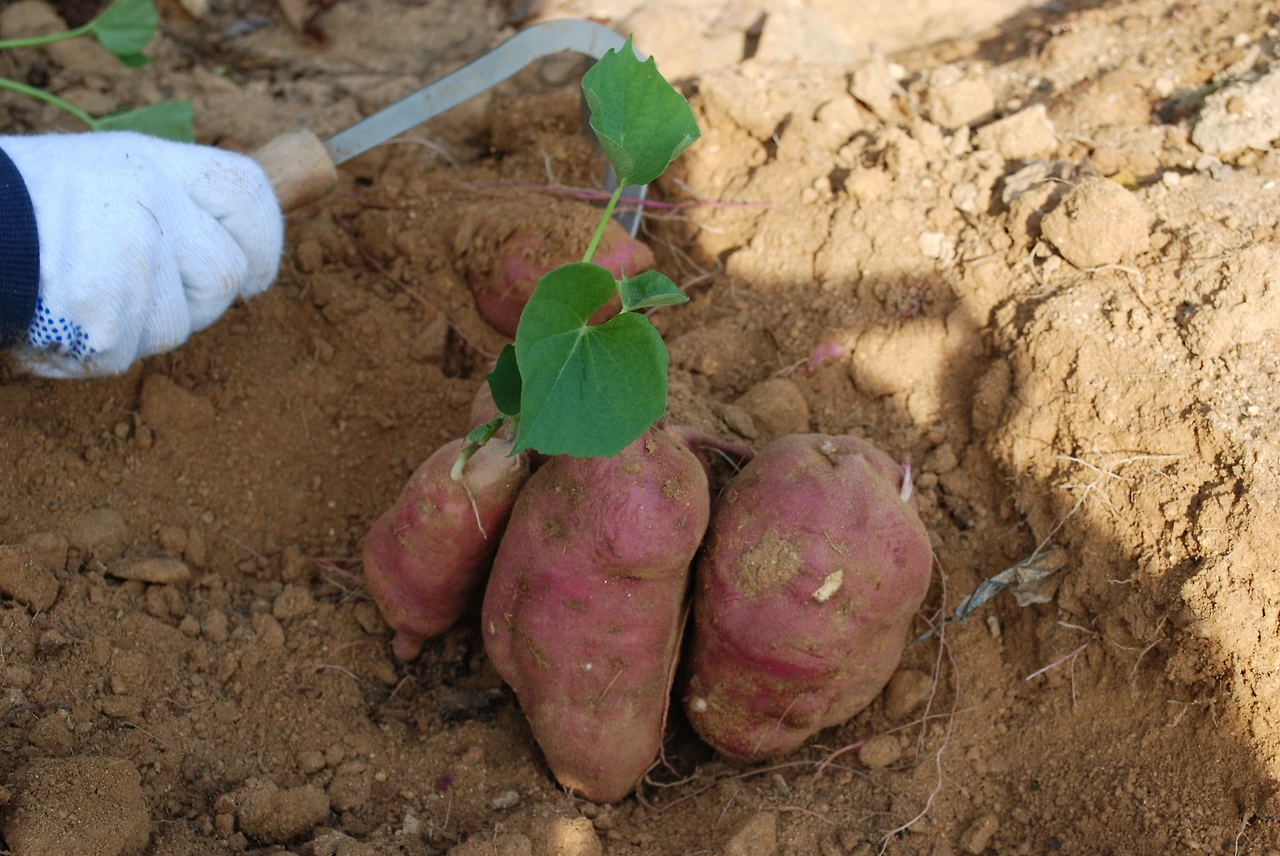 고구마2.JPG
