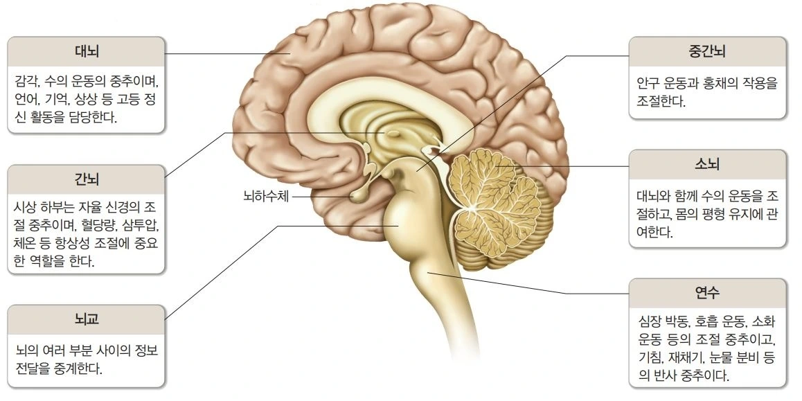 뇌의 기능.JPG