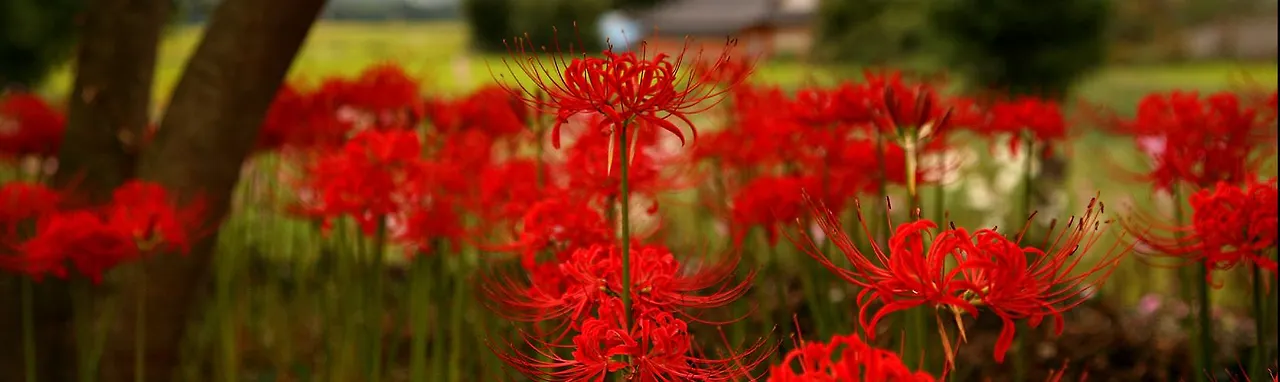 상사화 지리산.JPG