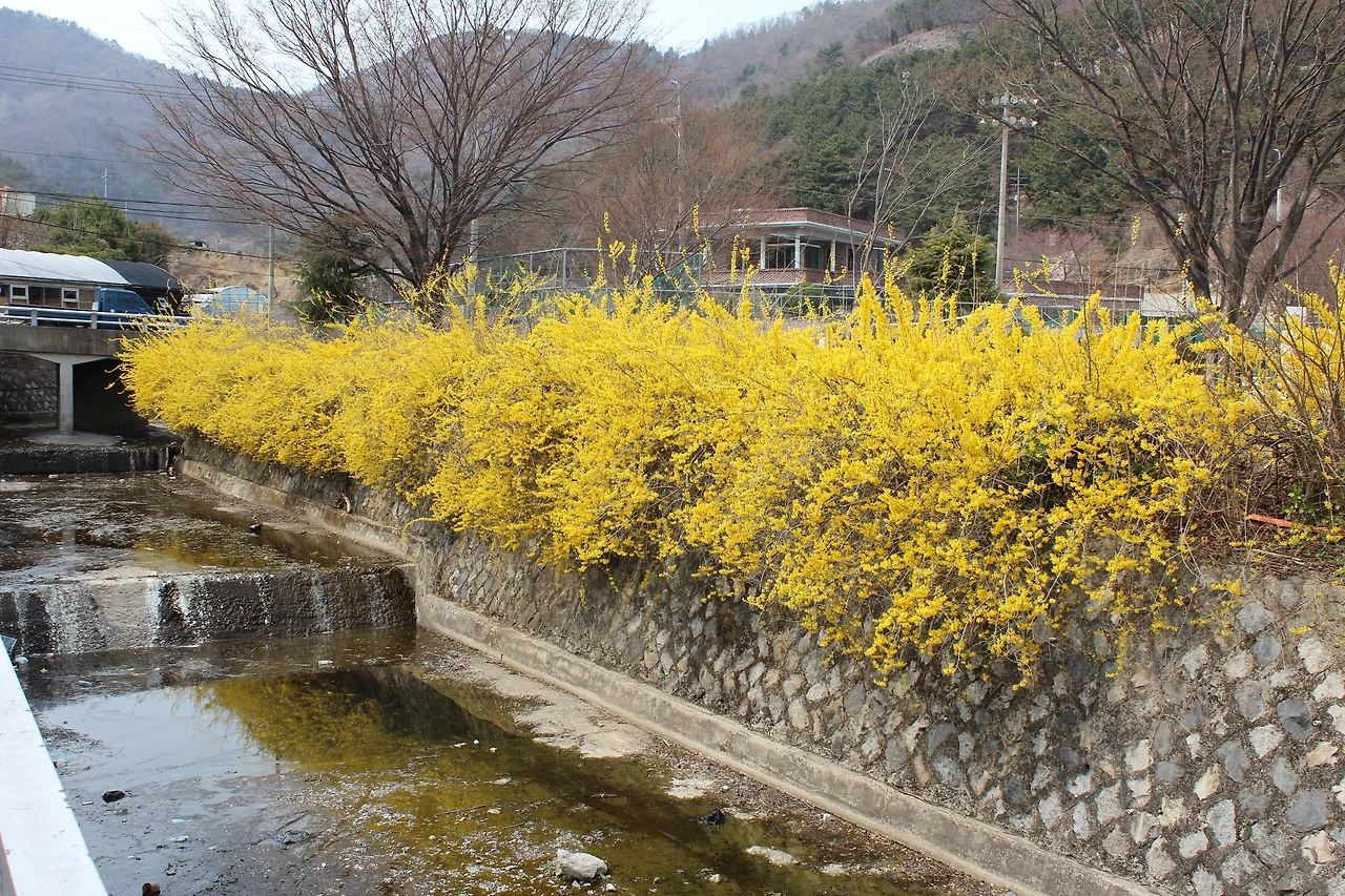 앵지밭골 개나리.JPG