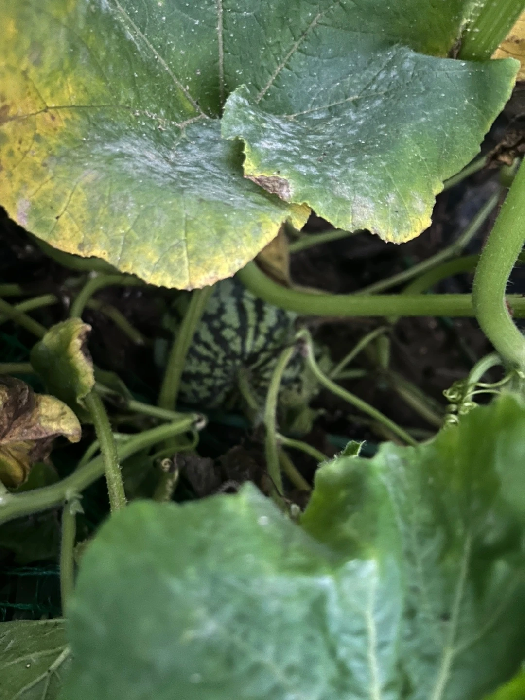 KakaoTalk_Photo_2024-07-14-22-54-25 002.jpeg