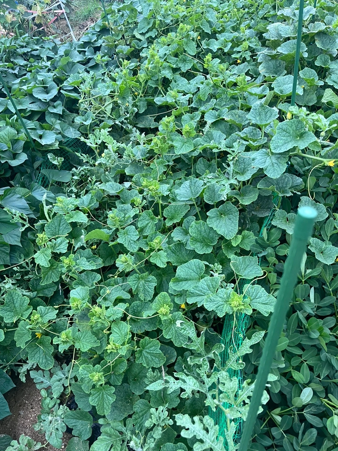 KakaoTalk_Photo_2024-07-14-22-54-24 001.jpeg