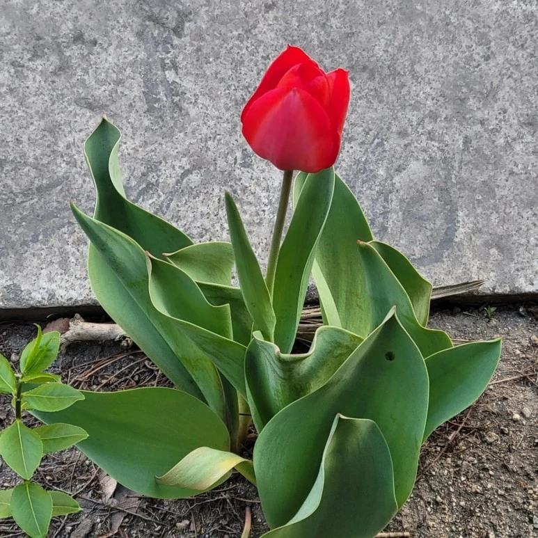 KakaoTalk_20230402_183741133.jpg?type=w773