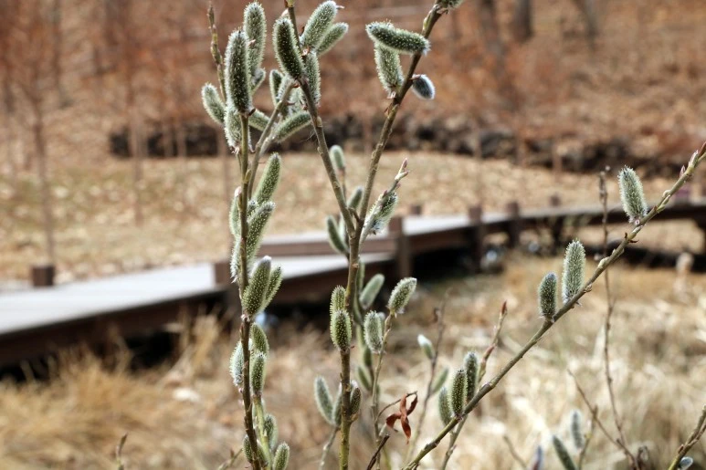 nature-3261831_1920.jpg?type=w773