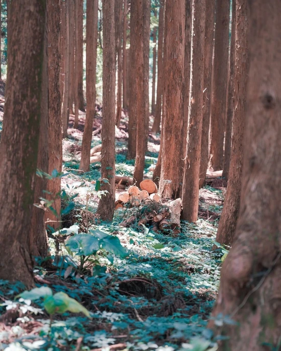 SE-8d88516e-37d3-41c6-9a7f-d8a1496fd9fd.jpg?type=w1