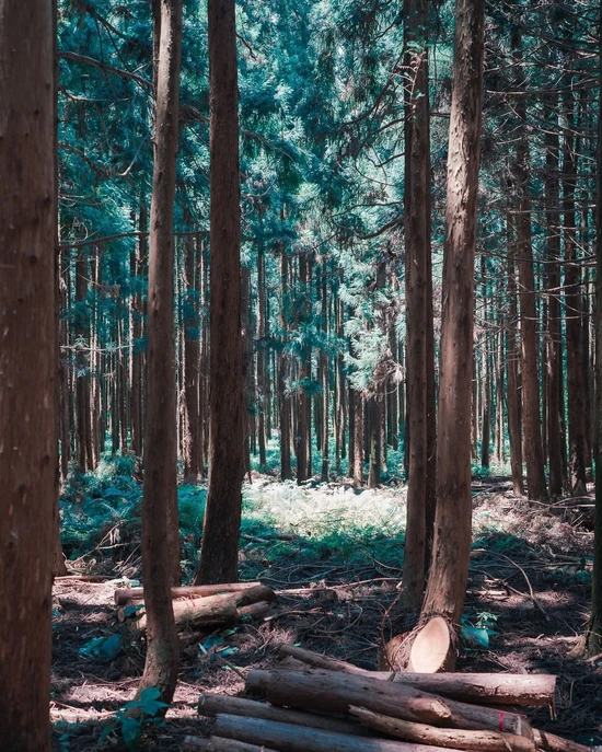 SE-cbd7b7ce-d723-4ed1-b85f-a6147ade370b.jpg?type=w1