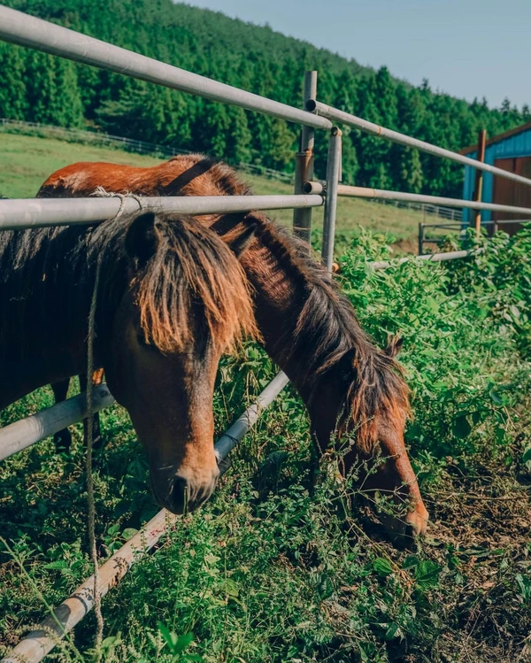 SE-07f653c7-9d06-4301-8a48-3389b92ac816.jpg?type=w1