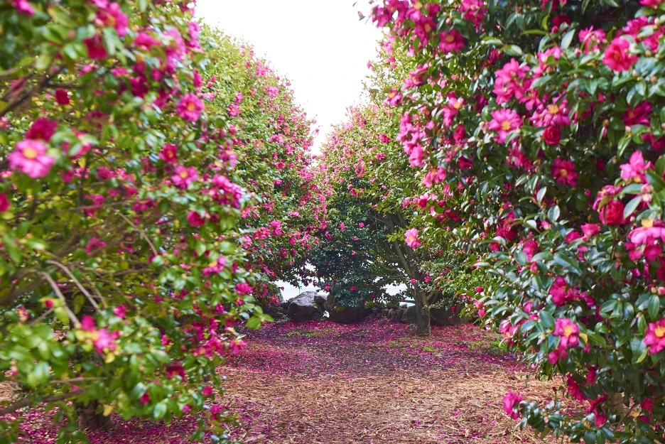 KakaoTalk_Photo_2021-12-18-21-17-38_004.jpeg?type=w1