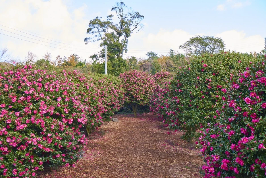 KakaoTalk_Photo_2021-12-18-21-17-39_005.jpeg?type=w1