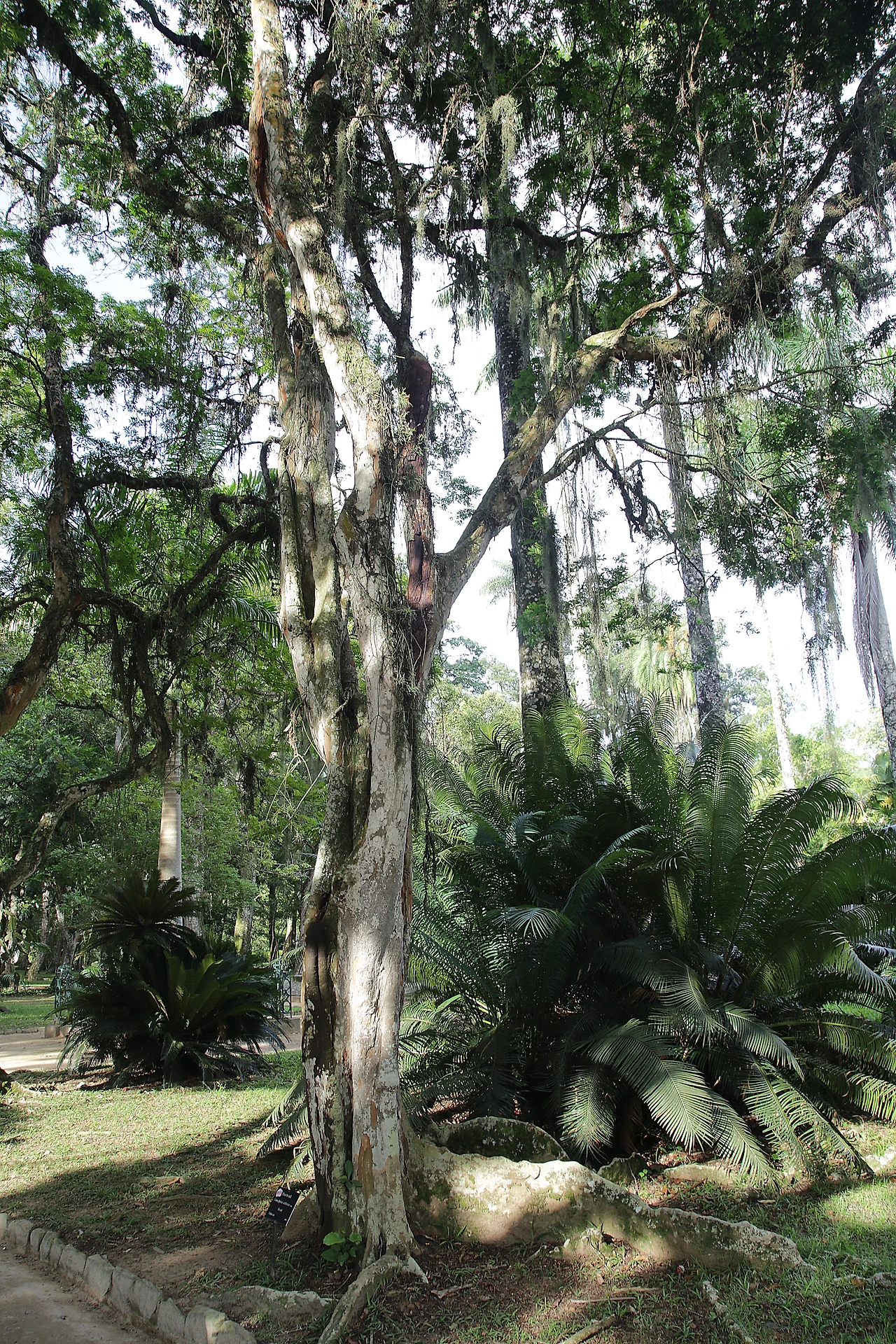 빠우 브라질 1.JPG