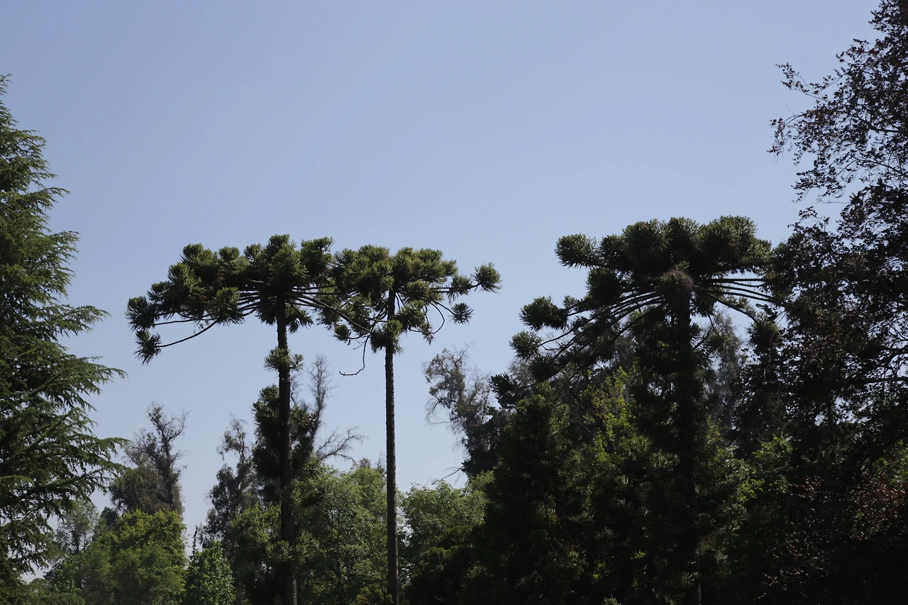 6 아라우까니아.JPG