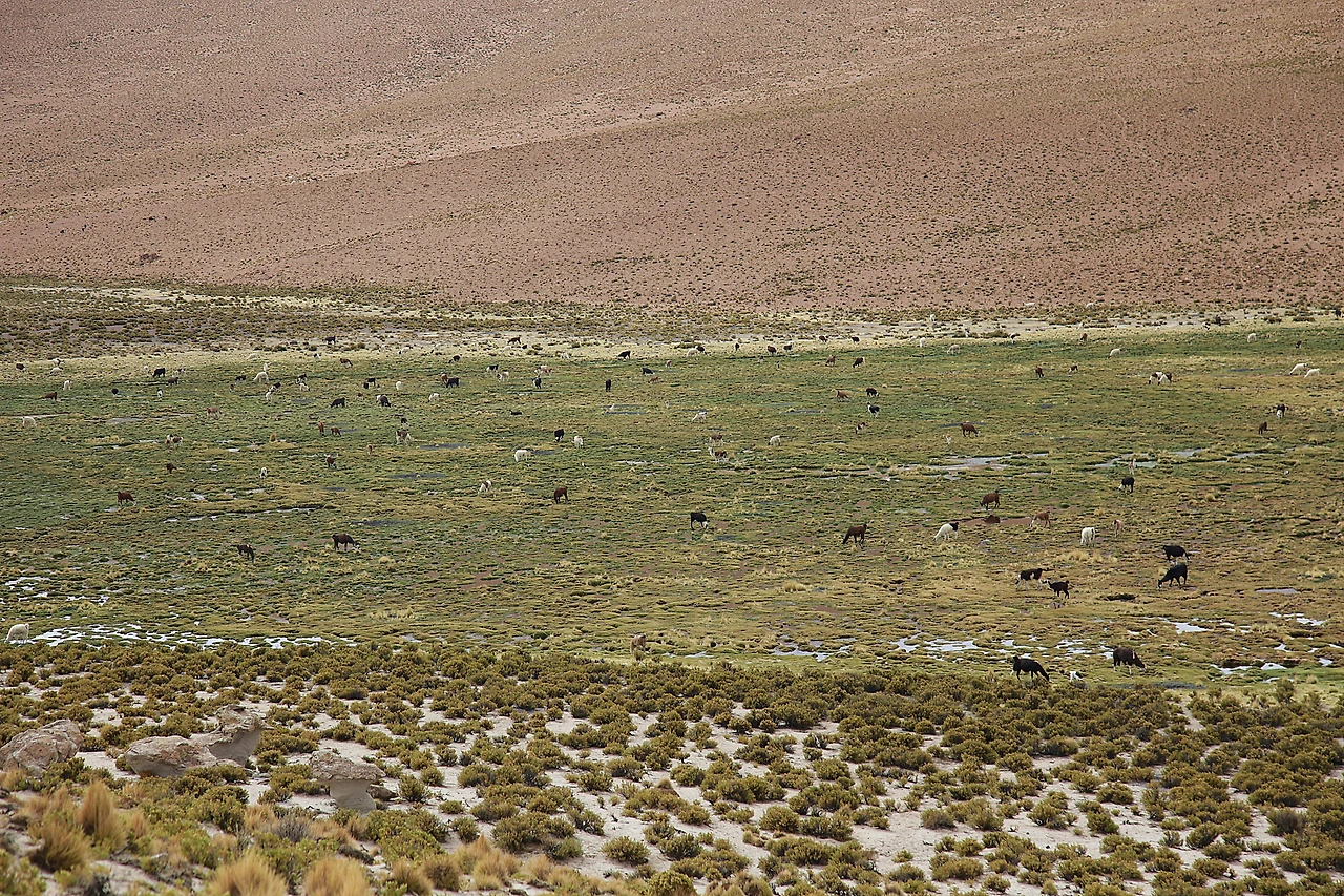 2 라구나 카탈 야마.JPG