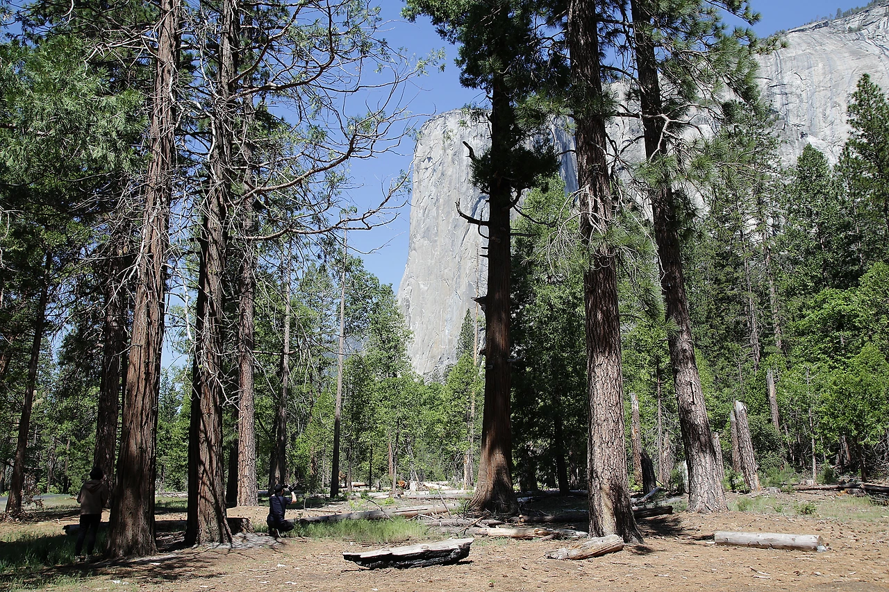 초입 오른편 바위와 고목.JPG