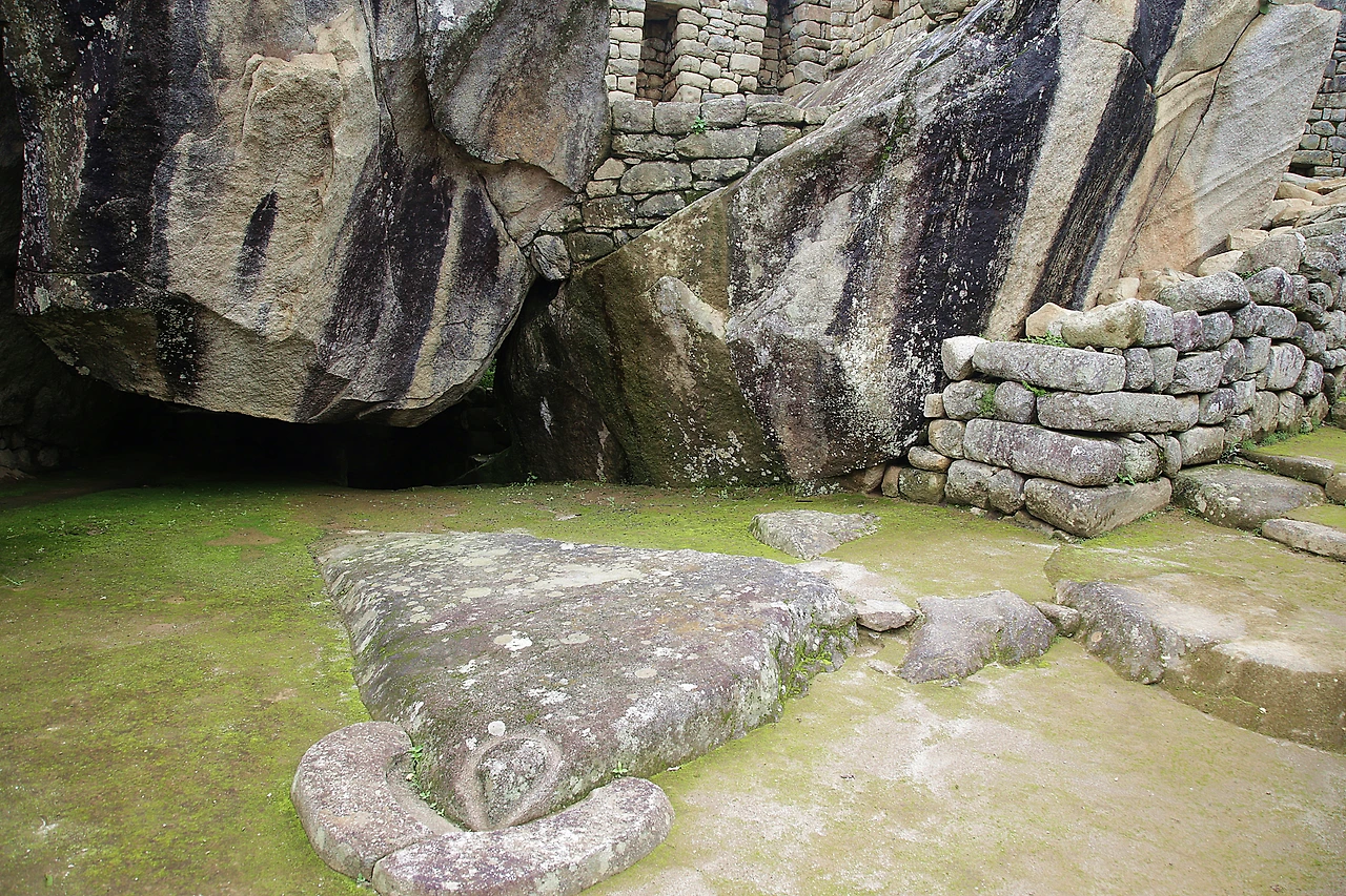 콘돌 머리 부분.JPG