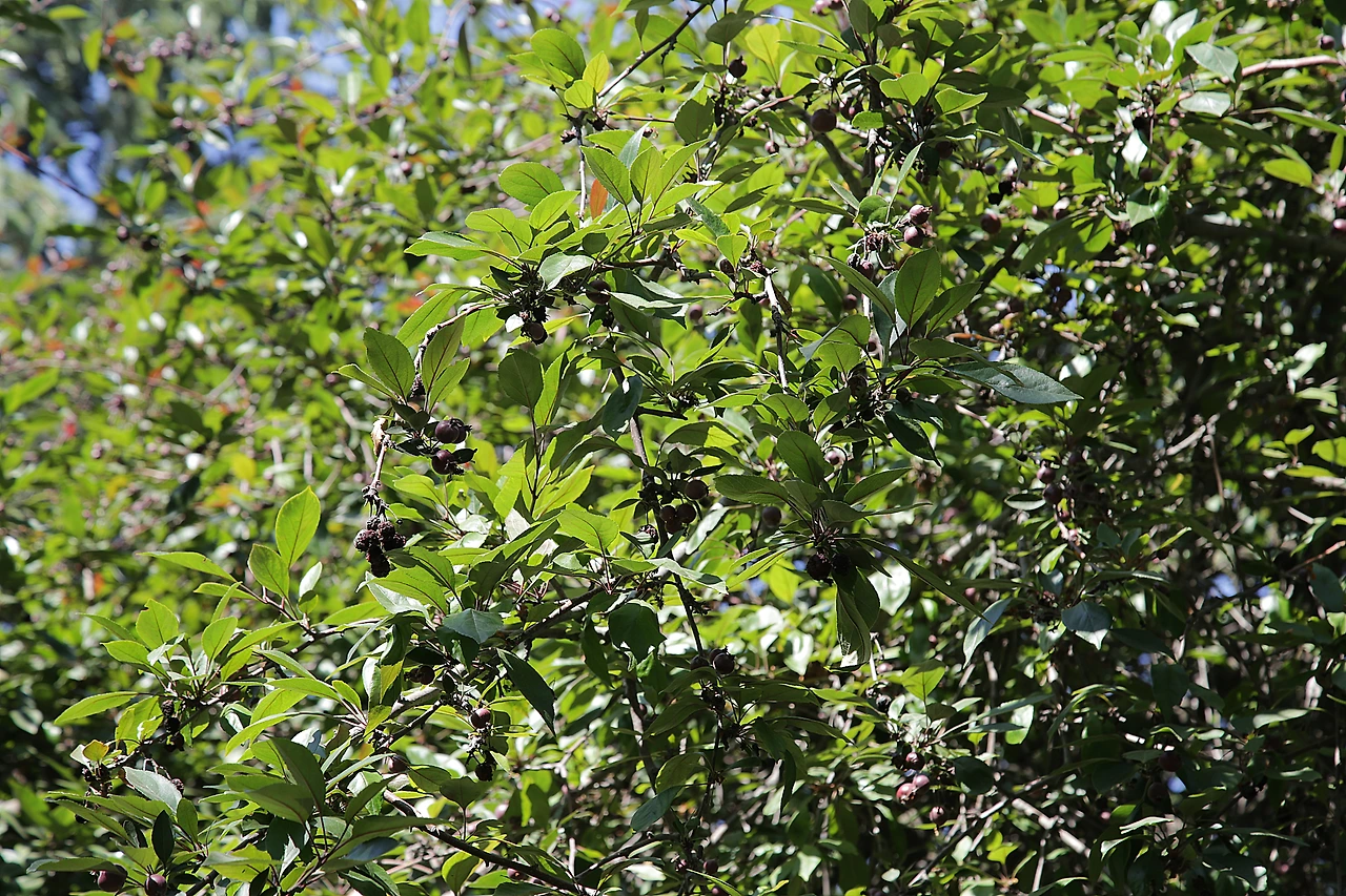 7 꽃사과나무.JPG