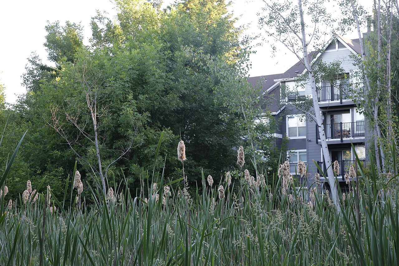 14 갈대에 묻은 꽃술.JPG