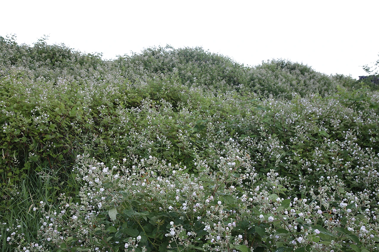 11 블랙베리 군락.JPG