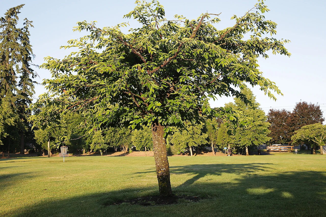 4 디스크 잔디.JPG