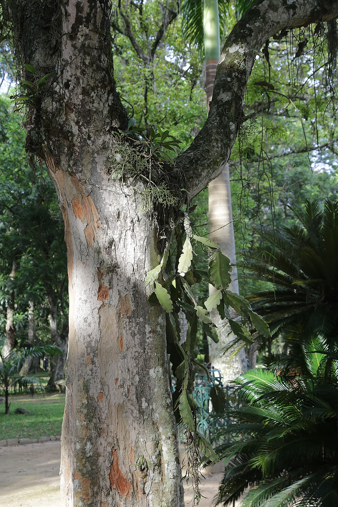 빠우 브라질 2.JPG