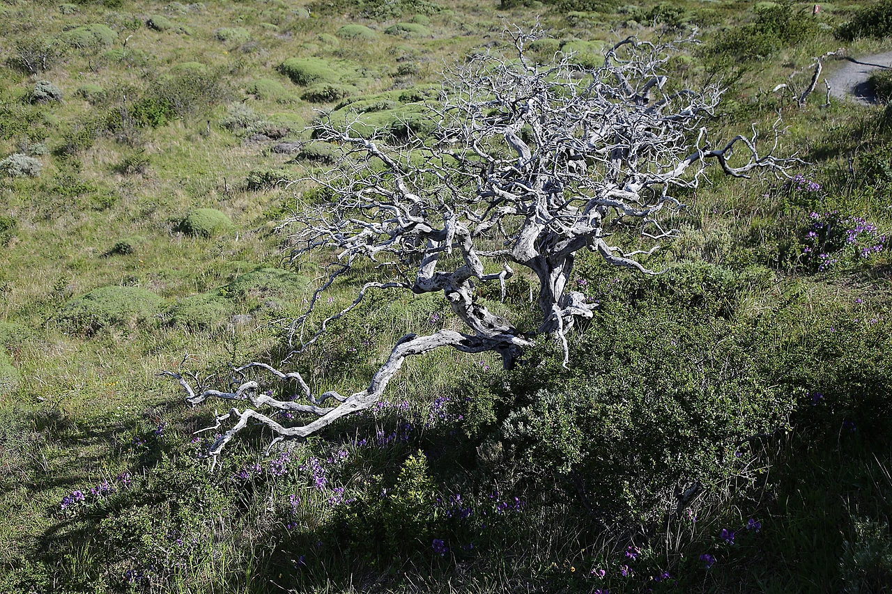7-1 고사목과 장모 방석.JPG