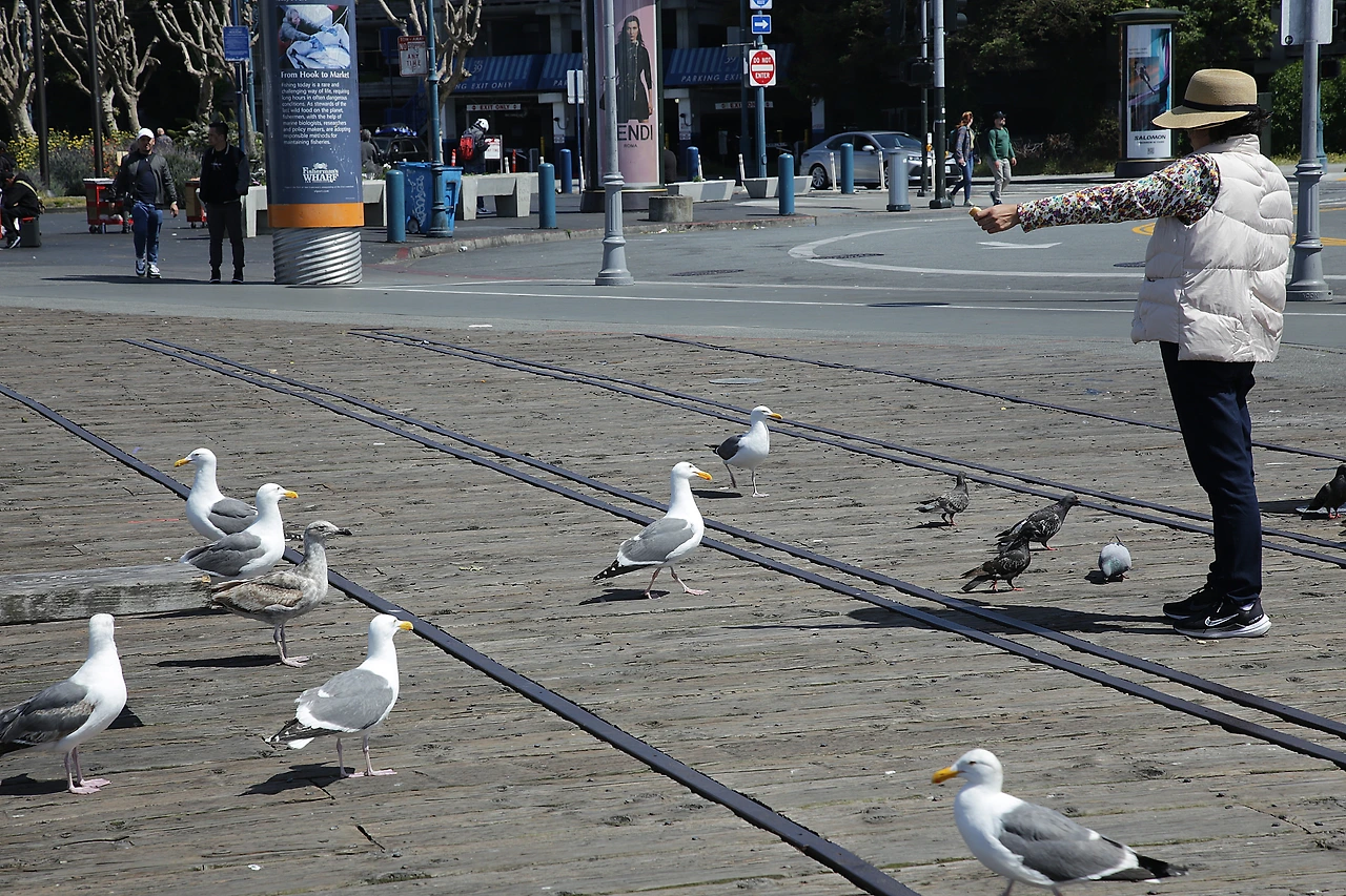 갈매기 모이.JPG