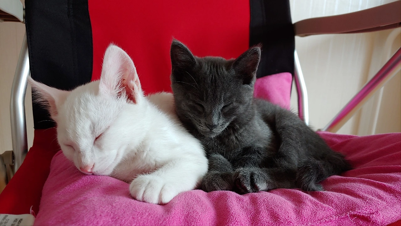 b3a886d41d55331d39fb5450b6463252fac2e3cc