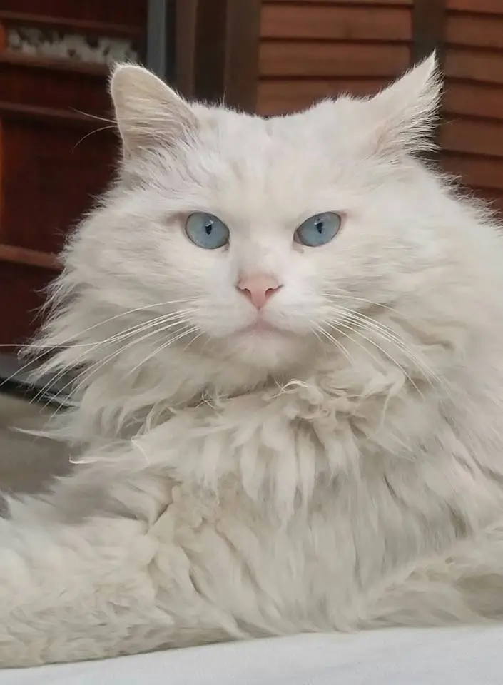 12227736_1007615832614092_3597314739431535294_n.jpg?type=w1