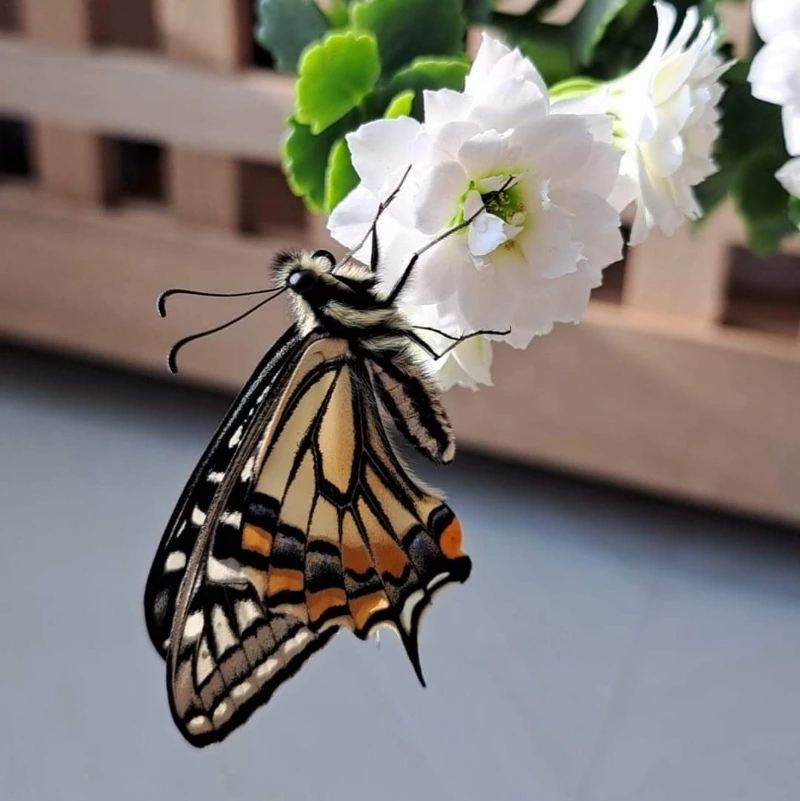 13fc22563cc2f35a03c267f66b97ab3fd48550e1