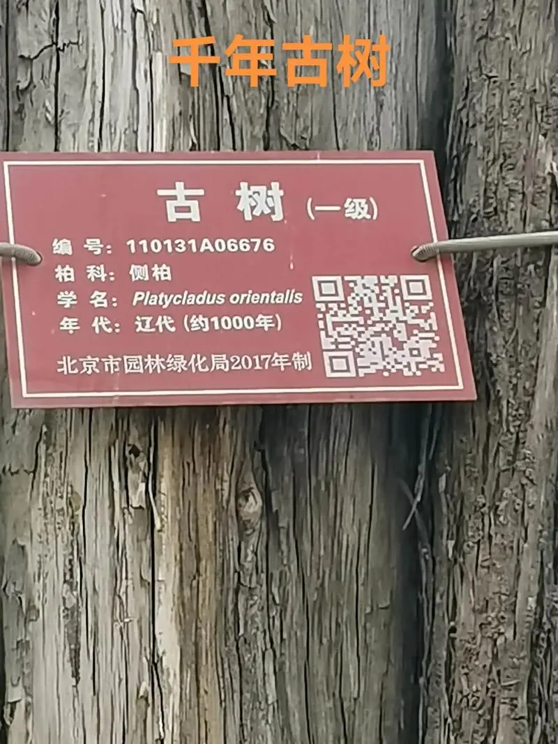 u=2785614336,4159928324&fm=253&app=138&f=JPEG?w=800&h=1067