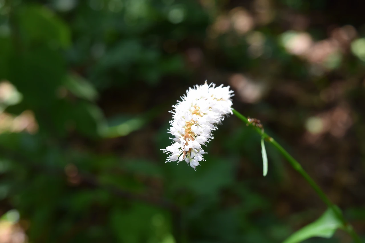 금대 범꼬리.JPG