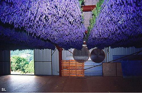 40-ciel-lavande.jpg?type=w773