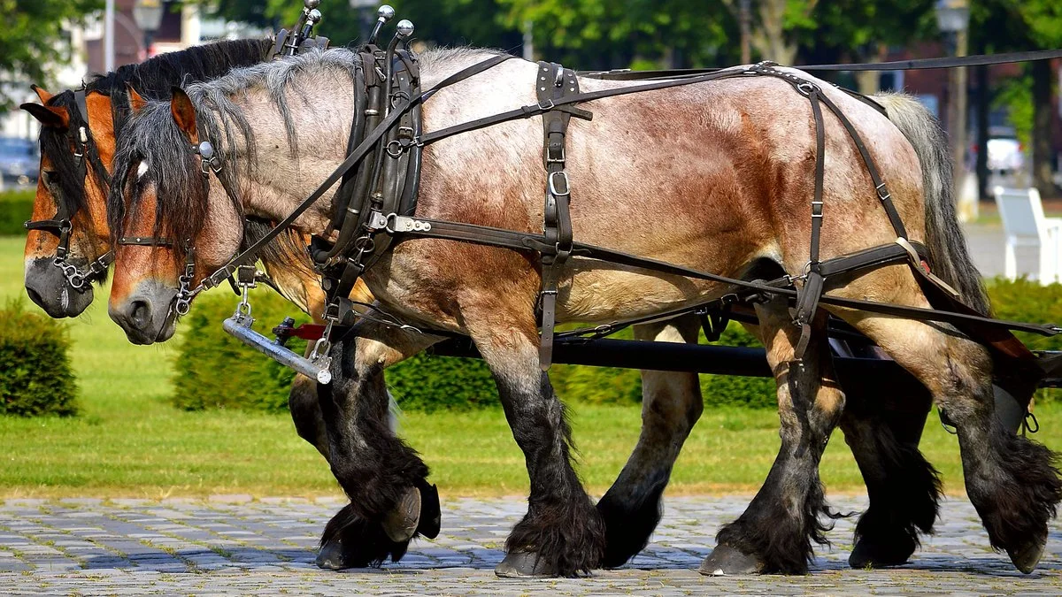 image_6652873361629854491568.jpg?type=w1200