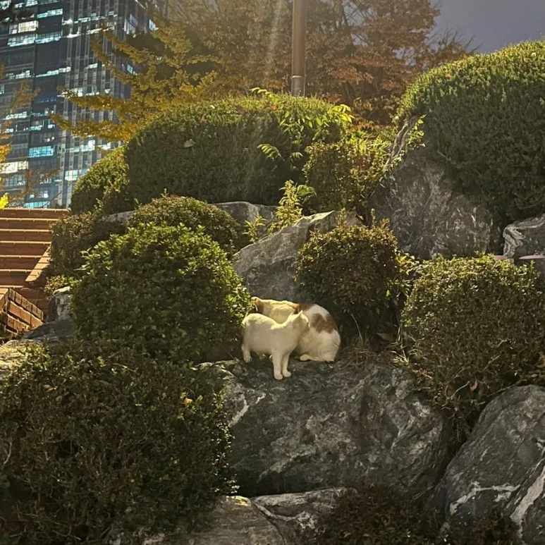 900%EF%BC%BF1732377092831.jpg?type=w773