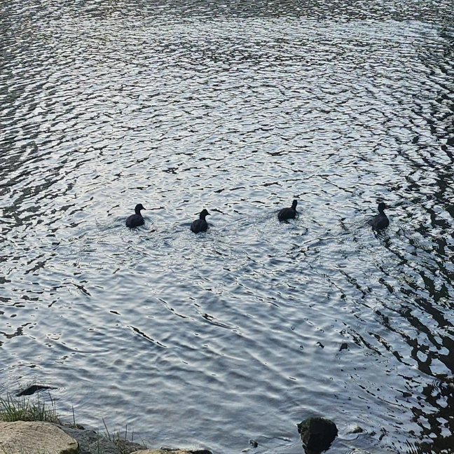 SE-59539c4a-a9ae-11ef-abb5-0fa6a66857f9.jpg?type=w773