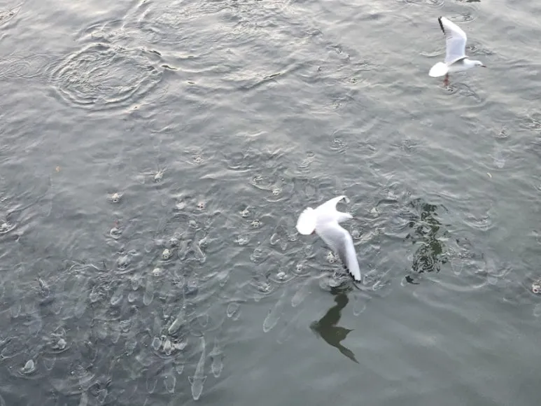 900%EF%BC%BF20241123%EF%BC%BF165435.jpg?type=w773