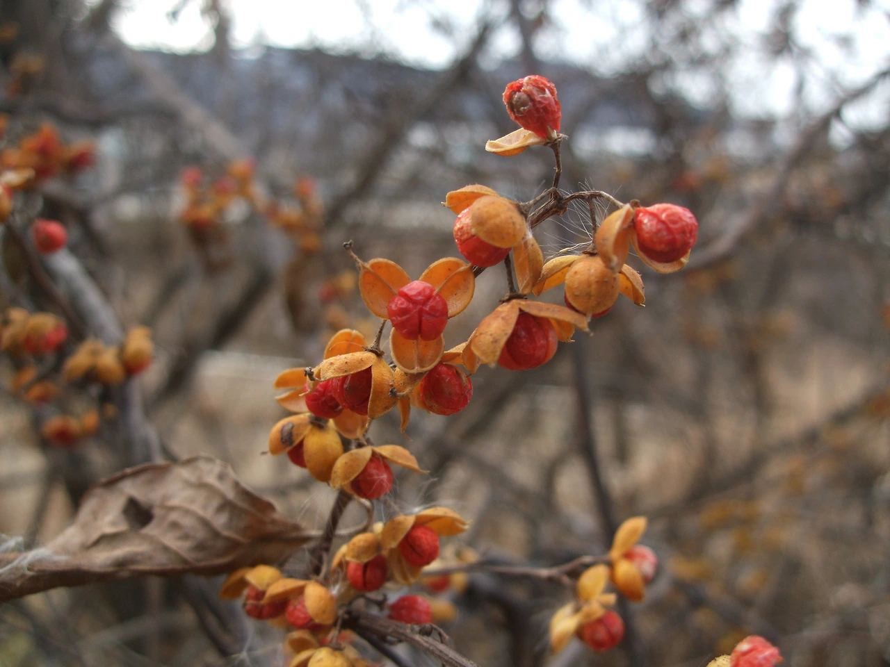 노박덩굴열매 (1).JPG