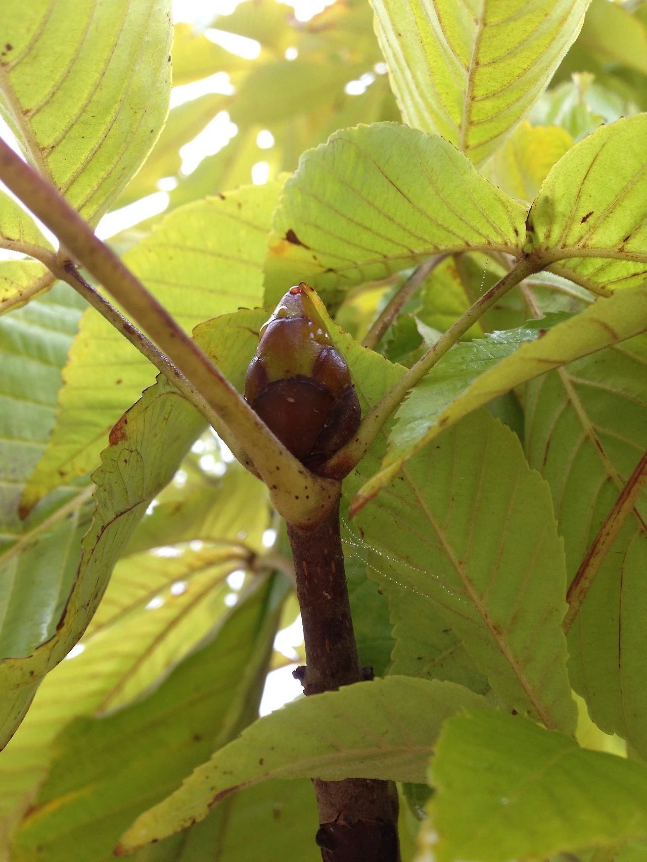 칠엽수 겨울눈.JPG