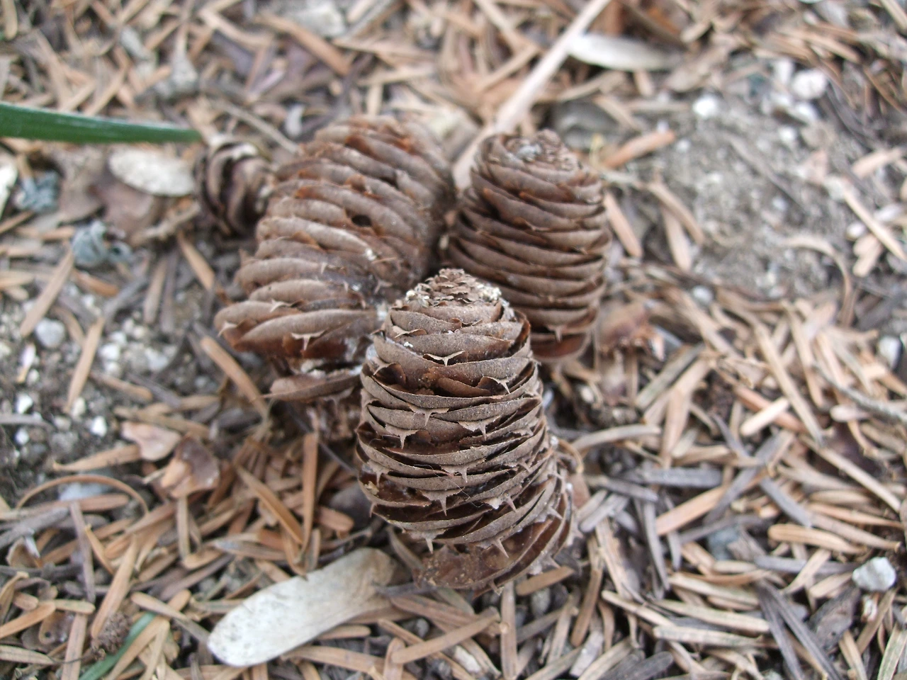 구상나무열매.JPG