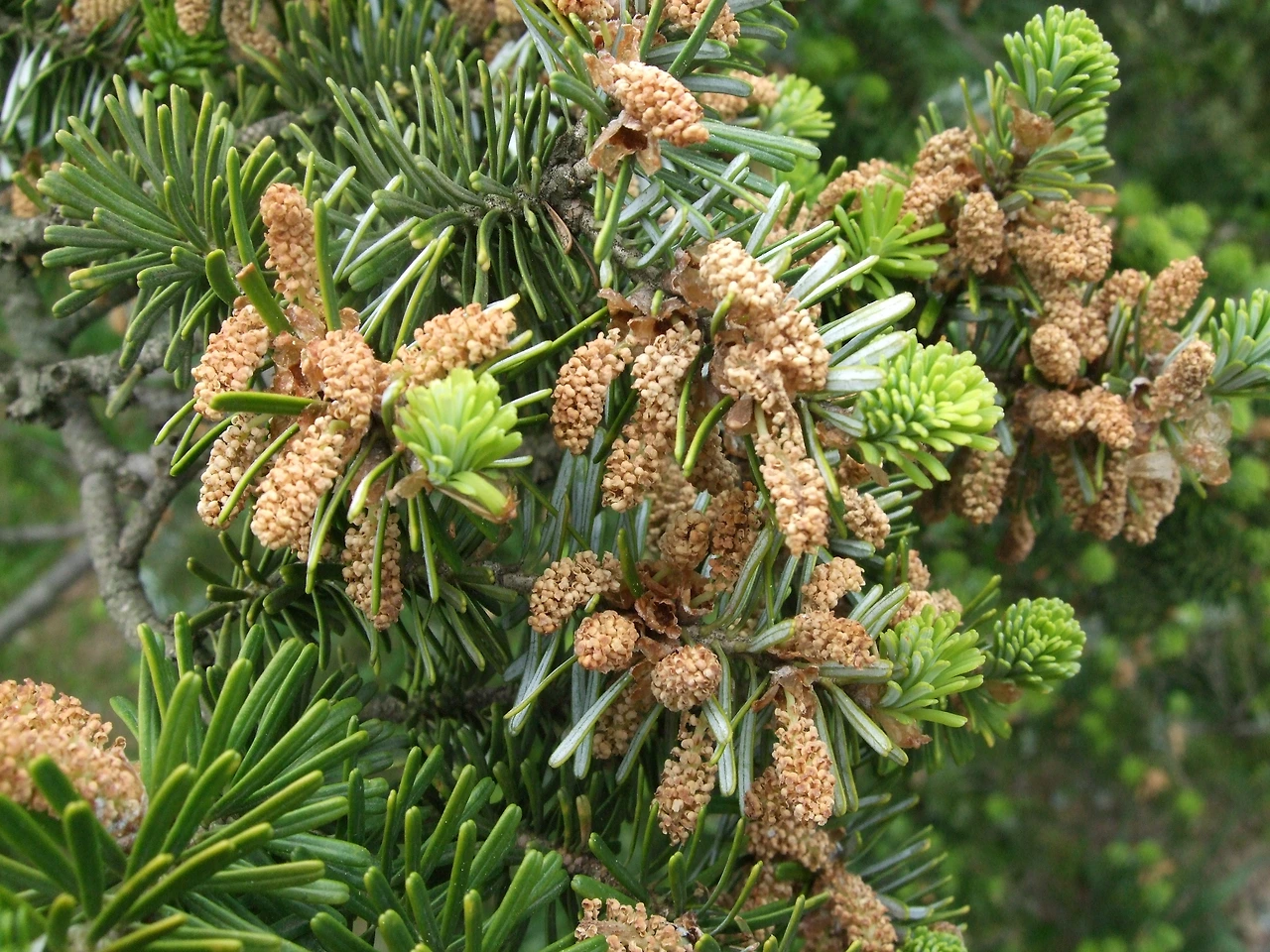 구상나무수꽃.JPG