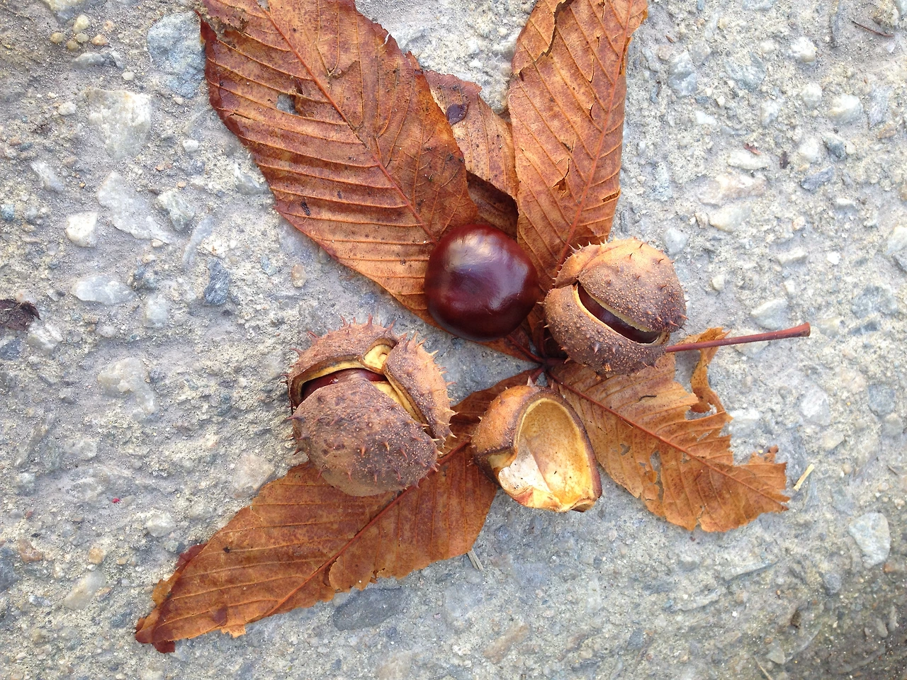 칠엽수(가시) 열매.JPG